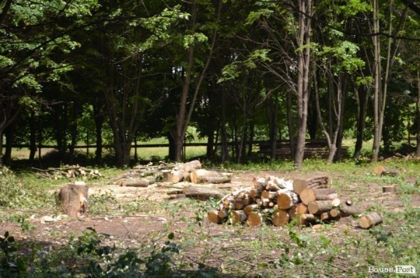 У Луцьку ріжуть дерева, аби збудувати церкву. ФОТО