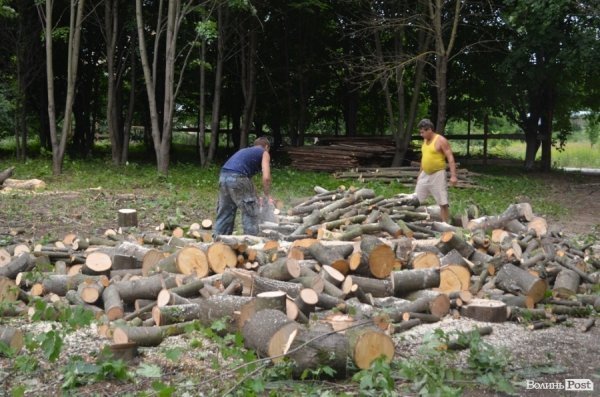 У Луцьку ріжуть дерева, аби збудувати церкву. ФОТО