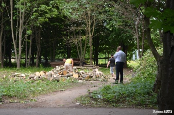 У Луцьку ріжуть дерева, аби збудувати церкву. ФОТО