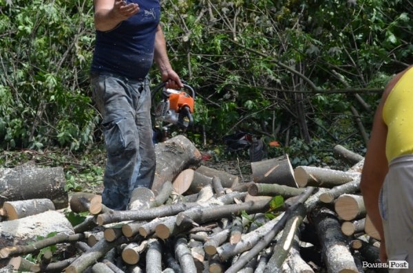 У Луцьку ріжуть дерева, аби збудувати церкву. ФОТО