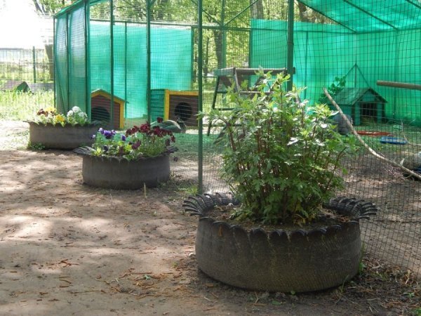 Луцькі «революційні» шини стали забавкою для ведмедів. ФОТО. ВІДЕО