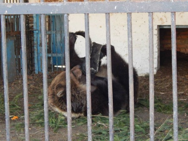 Луцькі «революційні» шини стали забавкою для ведмедів. ФОТО. ВІДЕО