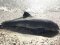 Через вторгнення Росії в Чорному морі загинули понад 3 тисячі дельфінів 