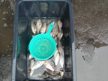 Один продавав «незаконну» рибу, інший – сітки: на ринках Волині виявили порушників