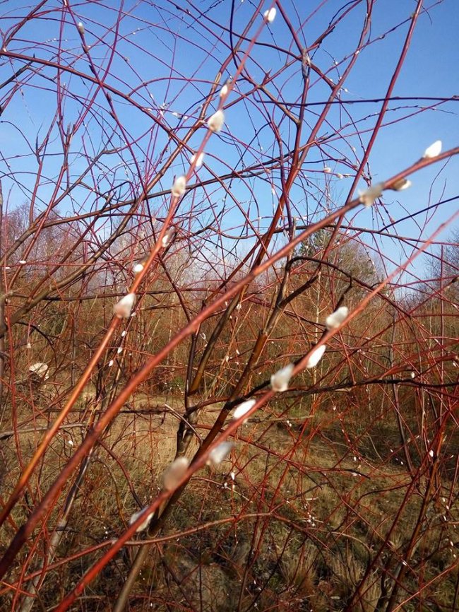 Тепла зима в Шацьку: квітнуть троянди та розпускаються бруньки