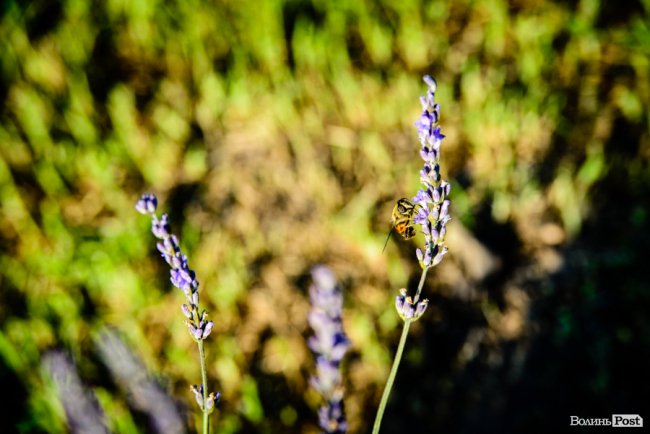 «Це – наша третя дитина»: на Волині подружжя створило лавандову плантацію. ФОТО