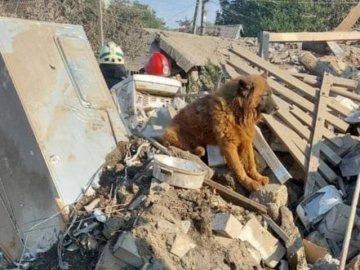 У Дніпрі помер пес Крим, родина якого загинула від обстрілу