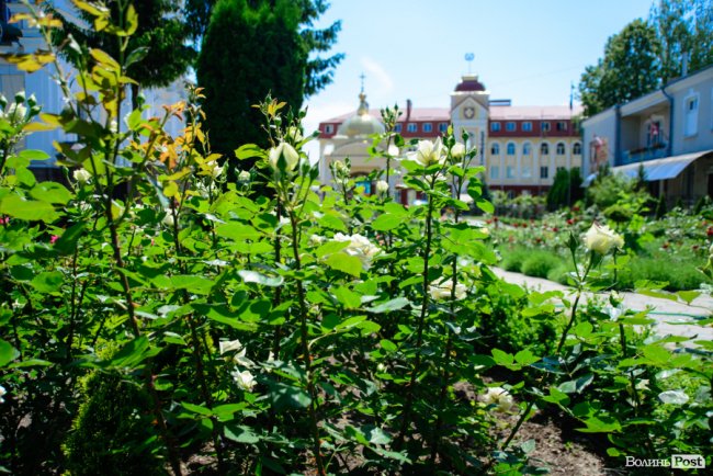Літні пахощі: головний собор Луцька тоне в трояндах. ФОТОРЕПОРТАЖ