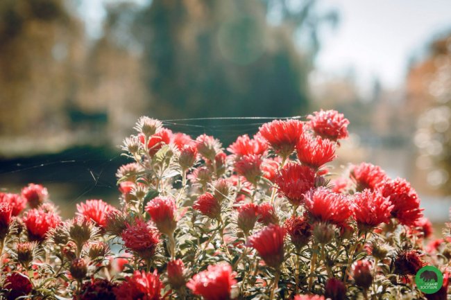 Жовтогаряча осінь у Луцькому зоопарку. ФОТО