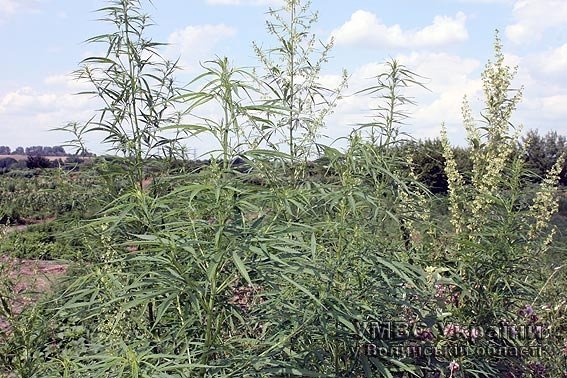 Під Луцьком знайшли майже сто гектарів конопляного поля. ФОТО. ВІДЕО