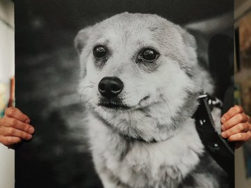 У Луцьку стартував аукціон на підтримку безпритульних тварин. ФОТО