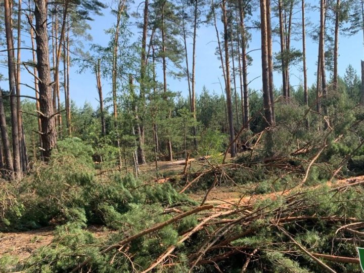 Буревій на Волині знищив близько 150 га лісу