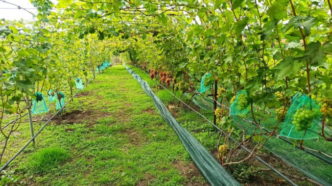 Одне гроно – 2,5 кілограми: волинський аграрій вирощує понад пів сотню сортів винограду. ФОТО