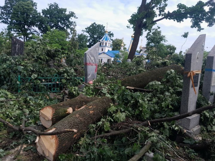 У Ковелі на кладовищі зрізали клени й липи, яким понад 60 років: причина
