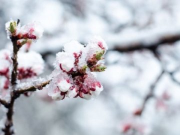 Волинь та декілька інших областей через заморозки можуть лишитися без врожаю 