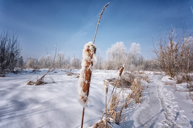 Останній день січня у луцькому парку. ФОТО