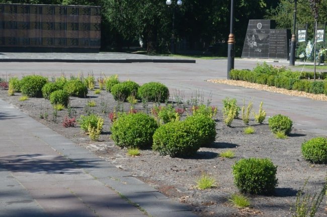 У місті на Волині біля Меморіалу Слави висадили 4 сотні багаторічних квітів, кущів та дерев. ФОТО