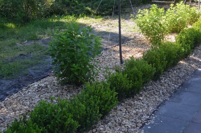 У місті на Волині біля Меморіалу Слави висадили 4 сотні багаторічних квітів, кущів та дерев. ФОТО