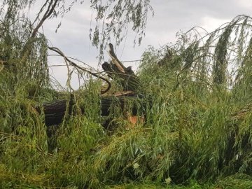 Негода повалила дерева у місті на Волині. ФОТО