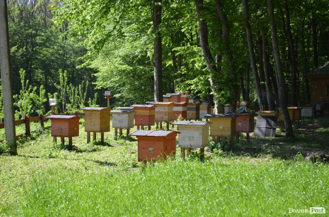 Експрес-подорож областю: на Волині – лісівники з усієї країни. ФОТО