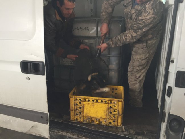 У Стир запустили тонну коропа і щуки. ФОТО