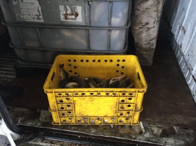 У Стир запустили тонну коропа і щуки. ФОТО