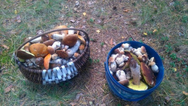 Тихе полювання-2: волиняни хваляться врожаєм грибів у Facebook