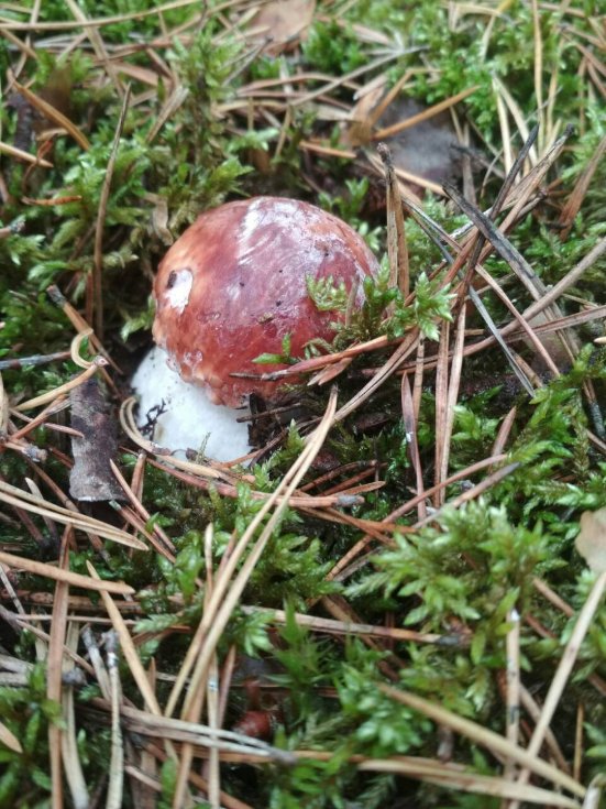 Тихе полювання-2: волиняни хваляться врожаєм грибів у Facebook