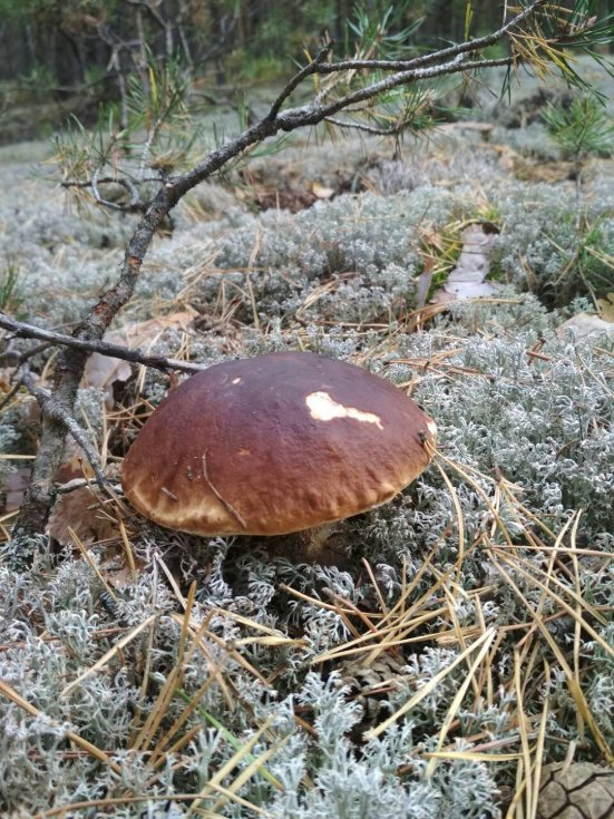 Тихе полювання-2: волиняни хваляться врожаєм грибів у Facebook