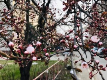 На Закарпатті уже цвітуть сакури та магнолії. ФОТО. ВІДЕО