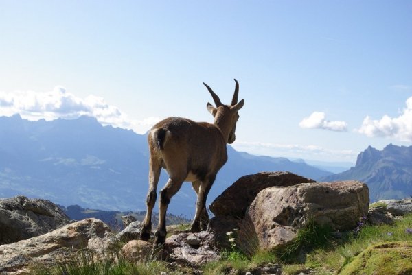 Альпи, Франція