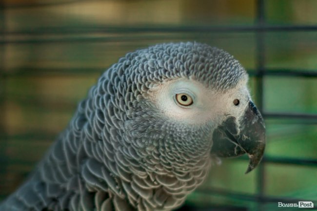 Яскраві ара та милі носухи: літній день у луцькому зоопарку. ФОТО