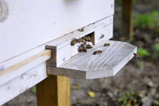 Лісові пасічники на Волині зібрали майже 4 тонни меду