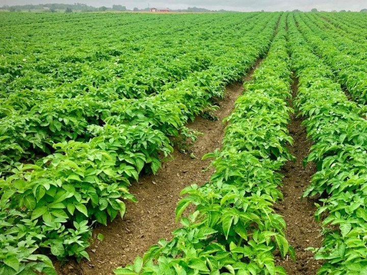 Яка картопля не боїться фітофтори та інших захворювань: найкращі сорти для садіння 2026 року