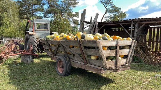 500 метрів до Польщі : як живе волинське село Адамчуки, де мав бути пункт пропуску