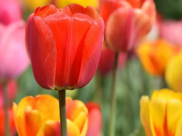 Справжня весна: якою буде погода на Волині на вихідні