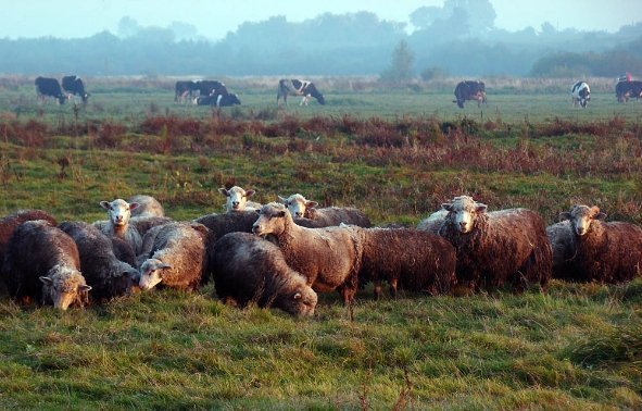 На пасовищі