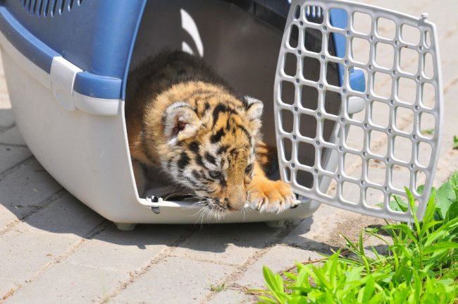 Клубочок щастя: у Луцькому зоопарку народилось тигреня. ФОТО