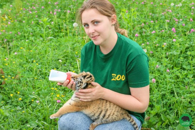 Клубочок щастя: у Луцькому зоопарку народилось тигреня. ФОТО