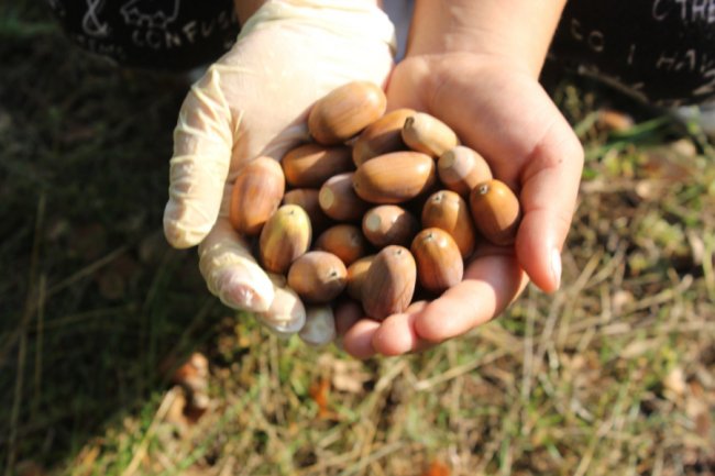 На Волині школярі збирають ласощі для диких тварин