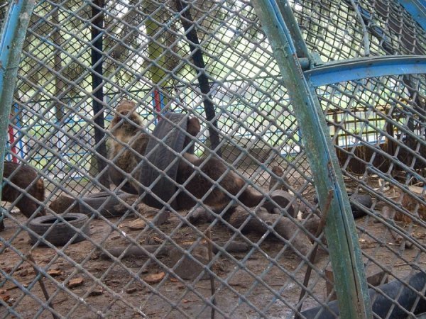 Луцькі «революційні» шини стали забавкою для ведмедів. ФОТО. ВІДЕО