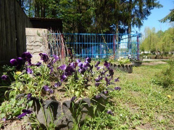 Луцькі «революційні» шини стали забавкою для ведмедів. ФОТО. ВІДЕО