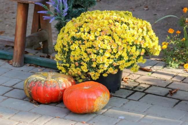 У Луцькому зоопарку відгуляли свято гарбуза: як це було. ФОТО
