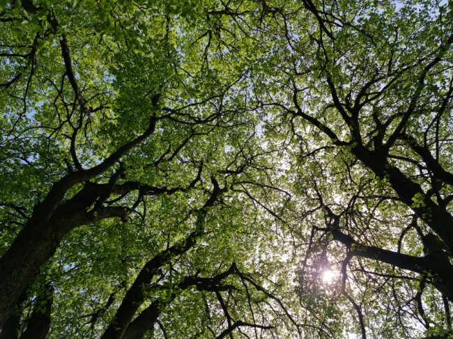 У Підгайцівській громаді впорядкували історичну локацію. ФОТО