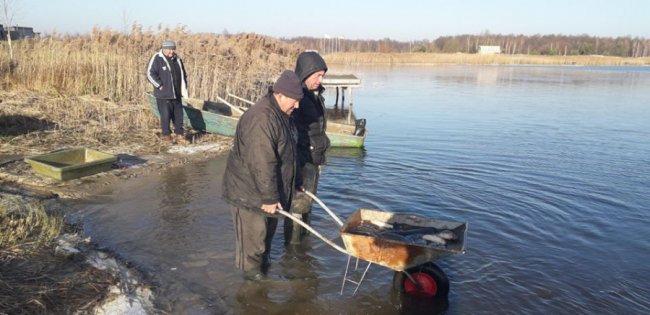 У волинські водойми випустили понад 3 тонни цінної риби. ФОТО
