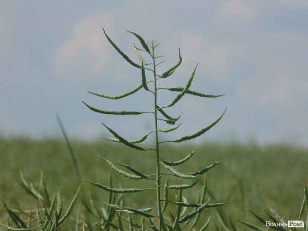 День поля на «Волинь-зерно-продукті». ФОТО*