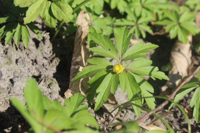 Волинян кличуть милуватися первоцвітами. ФОТО