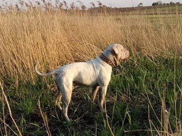 На Волині судитимуть господаря бульдога, який відкусив жінці палець