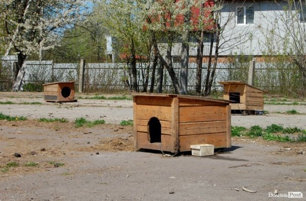 Іноземці безплатно стерилізуватимуть луцьких собак