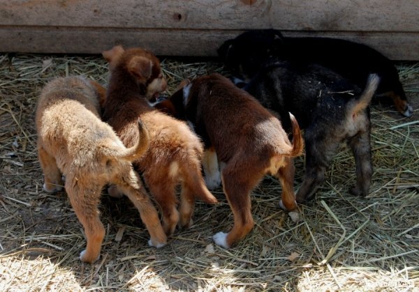 Іноземці безплатно стерилізуватимуть луцьких собак